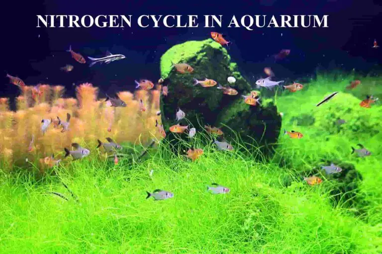 nitrogen-cycle-in-aquarium