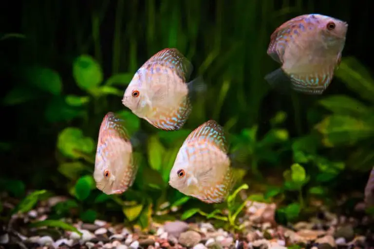 fish-suffer-from-nitrate-in-aquarium