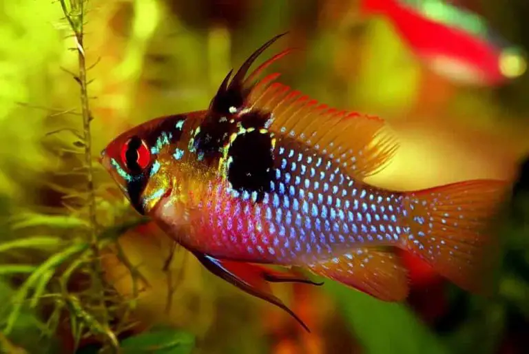 fish-in-suitable-aquarium-water-hardness