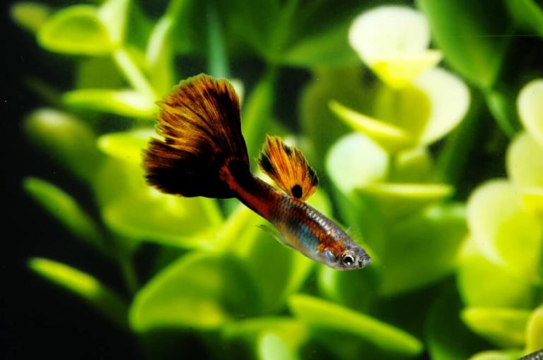 guppy-fish-thrives-in-hard-water-aquarium