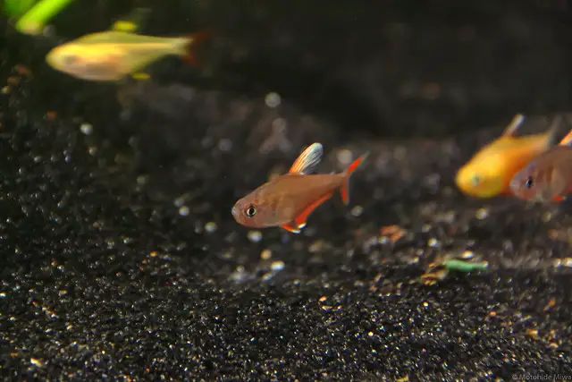 tetra fish happy with soft water 1