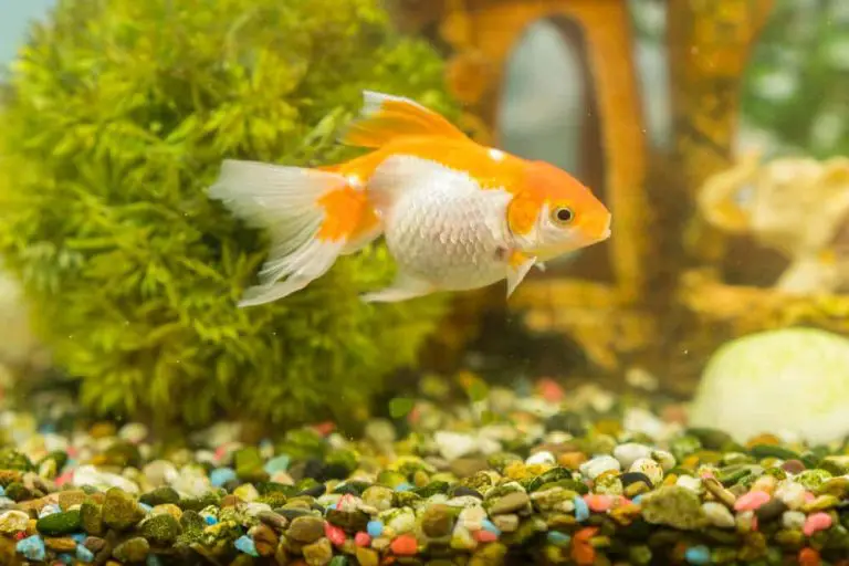 cloudy-goldfish-tank