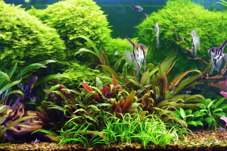 aquarium-with-a-good-nitrogen-cycle