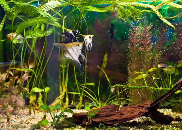 angelfish-swimming-in-a-small-tank