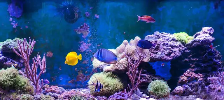 fish-swimming-in-saltwater-aquarium