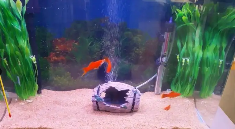 aquarium-with-an-air-pump