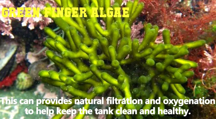 green-finger-algae
