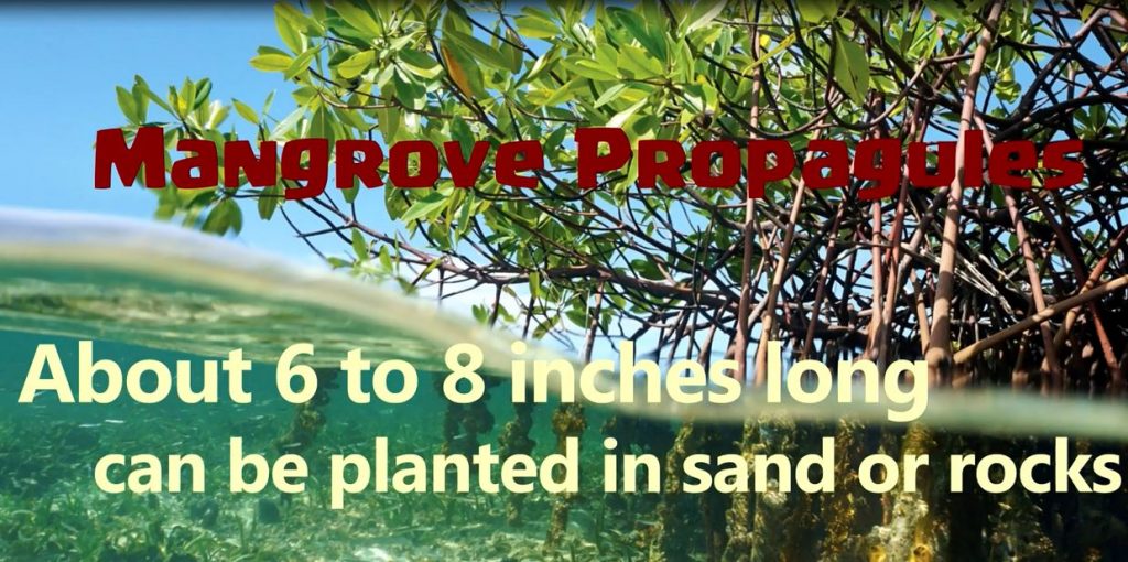 mangrove-propagules
