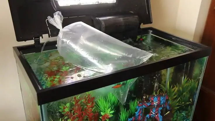 putting-fish-in-aquarium