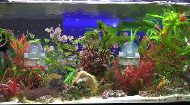 cold water snails for goldfish aquarium