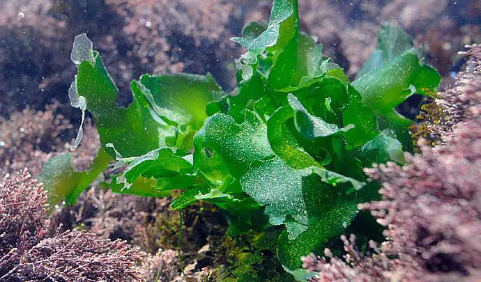 sea-lettuce