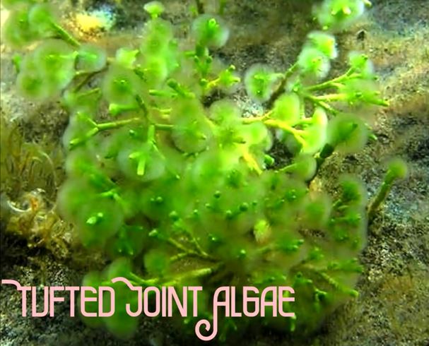 tufted-joint-algae