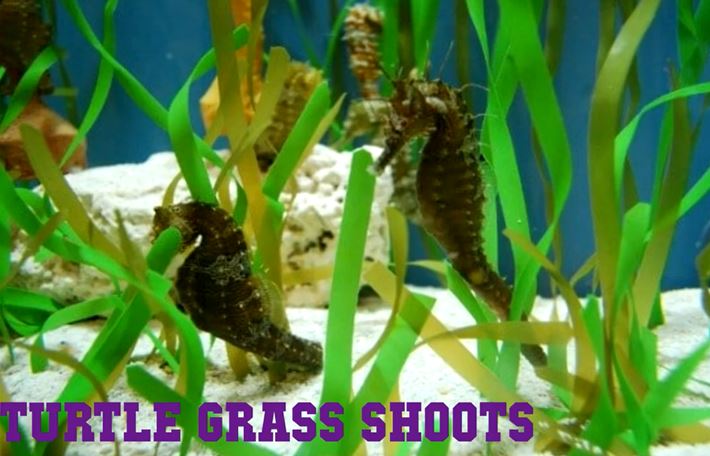 turtle-grass-shoots
