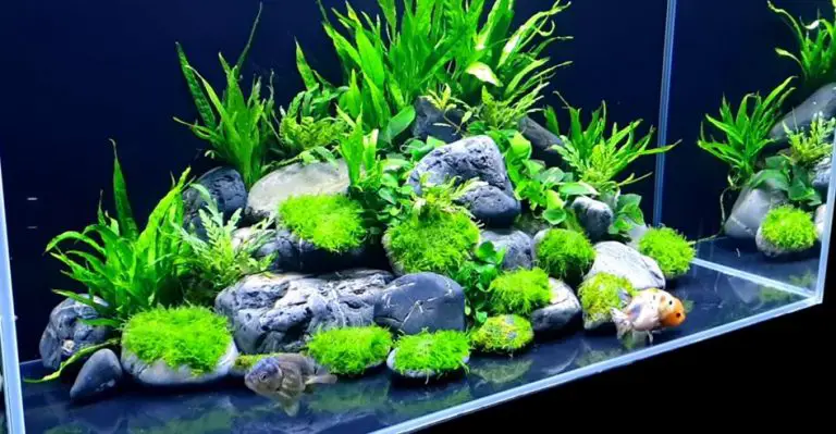 cold-water-plant-in-gold-fish-tank