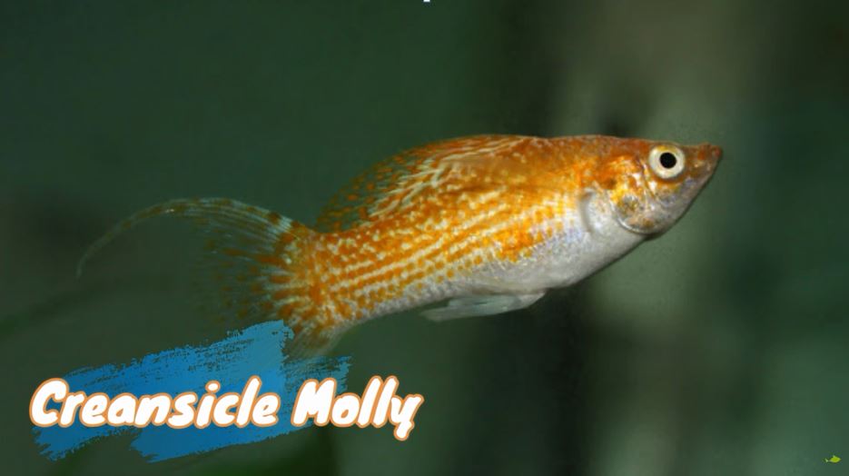 creamsicle-molly-fish