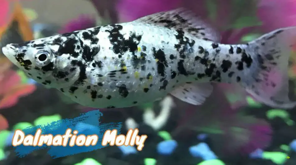 dalmation-molly-fish