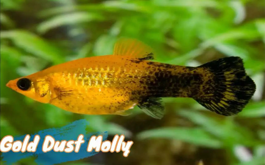 gold-dust-molly-fish