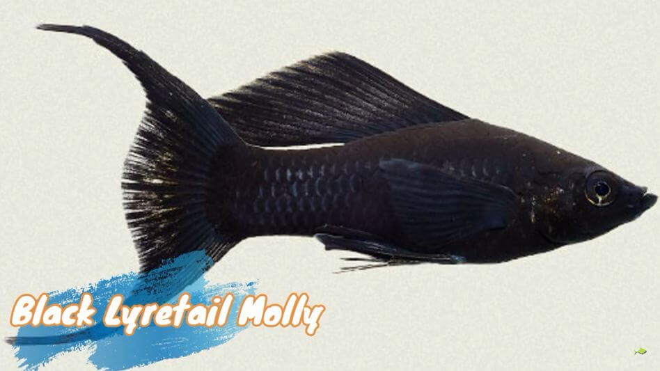 lyretail-molly-fish